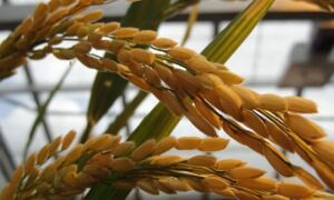 Rice plant
