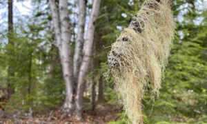 Wild lichen
