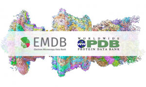 Cryo-EM structure of the flagellar motor-hook complex from Salmonella, with 
EDMB and wwPDB logos superimposed
