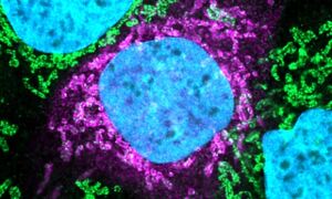 Human and coronavirus protein interaction
