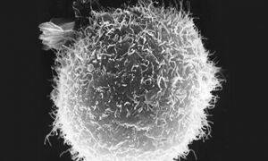 BLUEPRINT: deciphering the epigenomes of more than 100 different types of 
blood cells
