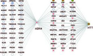 Interactors of the palmitoyl acyltransferase protein, HIP14
