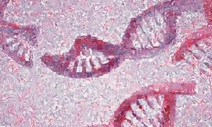 Mosaic of microscopy images of tumour, forming two broken DNA molecules
