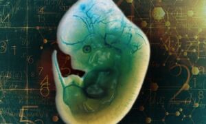 IMPC: a resource connecting genotype and phenotype
