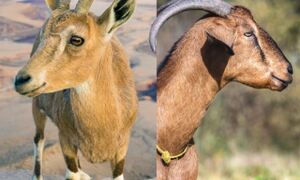 Capra aegagrus (wild species, left) and Capra hircus (domesticspecies, right)
