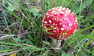 New fungi data in Ensembl Genomes 27
