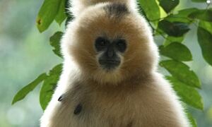 Gibbon genome. Photo credit: OHSU
