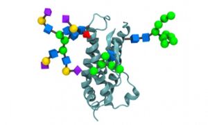 GlyGen allows you to search for glycoproteins based on proteins or glycan 
structures. Credit: GlyGen
