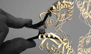 'Hairclip' protein mechanism explained by Perica et al.
