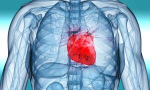 Illustration of human heart inside the body.
