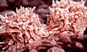 HipSci stem cell bank
