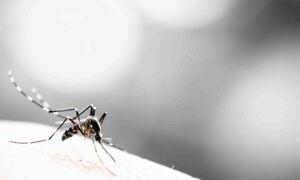 Close-up of mosquito on skin. Infravec2 collaboration with EMBL-EBI. Credit: 
Shutterstock
