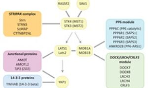 Detail of Hippo protein interaction network
