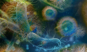 Different types of bacteria.
