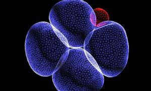 Goolam et al., Cell 2016: Foetus, or placenta?
