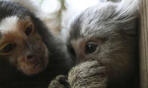Marmoset image from Wikimedia Commons. Credit: Manfred Werner
