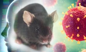 Mouse and human knockout gene data used to identify rare disease genes
