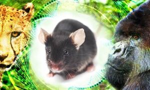 Cheetah, mouse and gorilla on jungle background with DNA double helix
