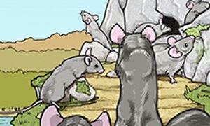 Mice on a path
