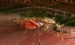 Anopheles gambiae photo credit: James Gathany, CDC
