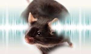 Mouse and soundwave
