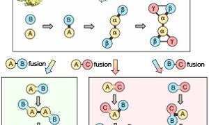 Protein assembly - Teichmann et al.
