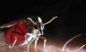 Close up image of Culicoides biting midge
