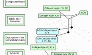 Reactome database of biological pathways
