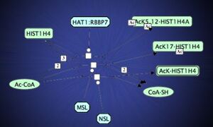 Reactome - biological pathways
