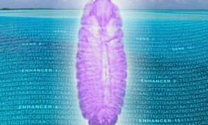 Drosophila embryo over sea of noncoding RNA
