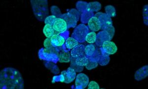 Takashima, Y., et al., Cell (2014)
