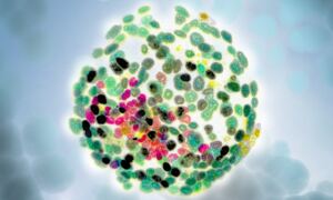 Bertone and Smith: Unpacking embryonic pluripotency
