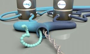 GIFTS: Ensembl and UniProt data combine to make GIFTS
