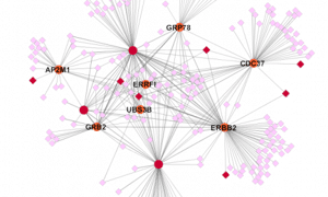 Perturbation of the mutated EGFR interactome identifies vulnerabilities and 
resistance mechanisms
