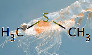 ChEBI entity of the month: dimethyl sulfide
