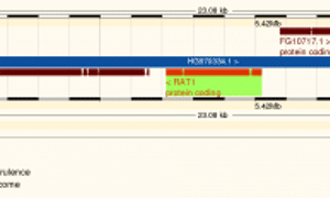 The gene view of RAT1 and its neighouring genes in F. graminearum
