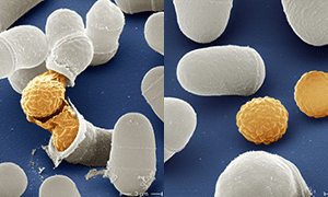 Ensembl Genomes release 28. Image credit:

