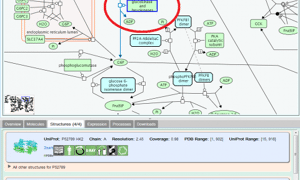 Reactome pathway browser showing links to structural information in the PDB
