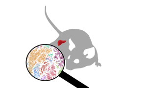 Single Cell Expression Atlas release
